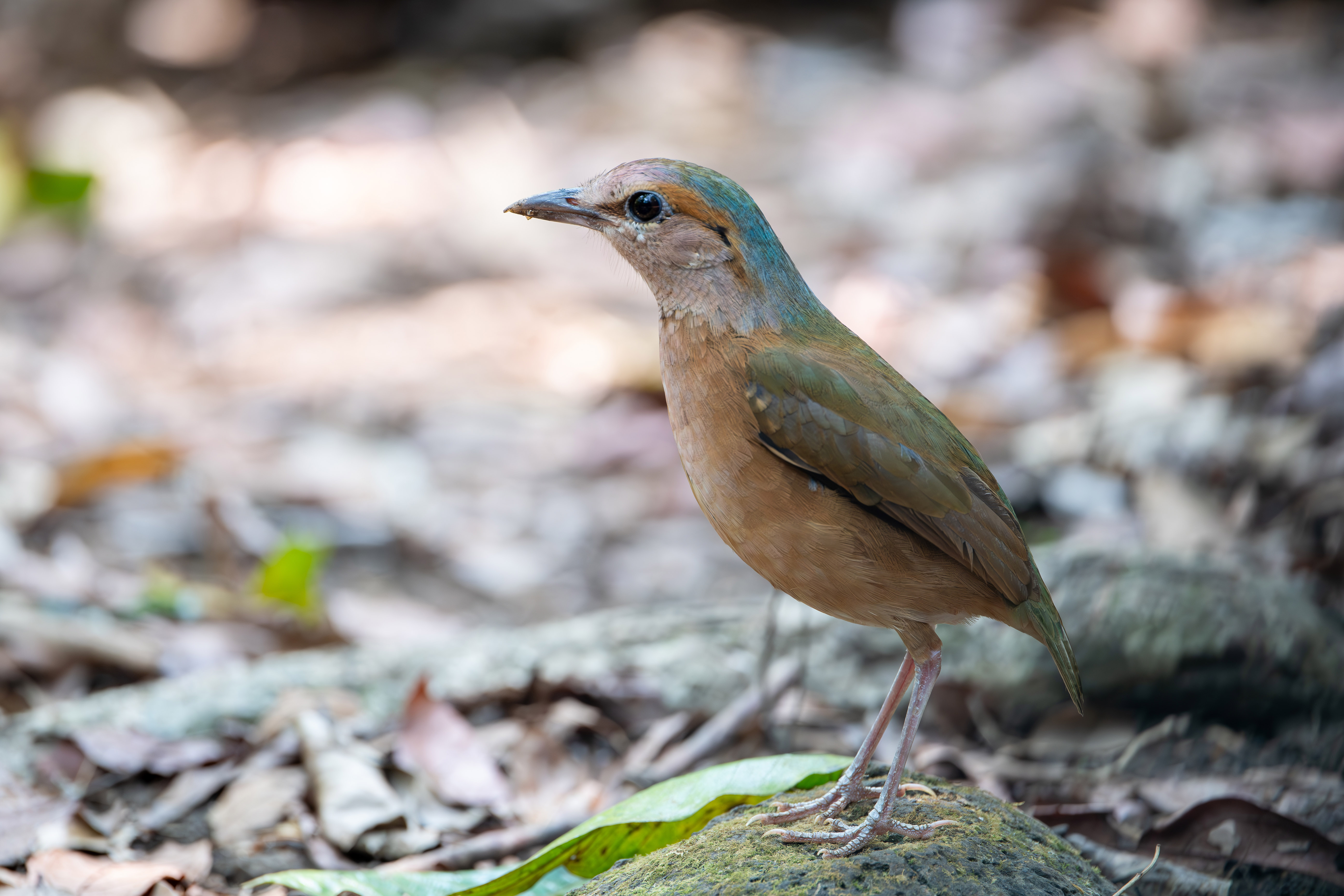 Blue-rumped Pitta